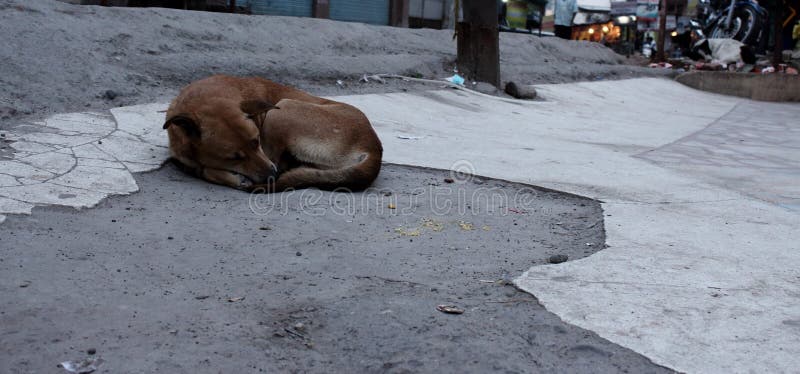Sleeping abandoned lonely dog on asian city street in evening. stock image Sleeping abandoned lonely dog on asian city street in evening. stock image