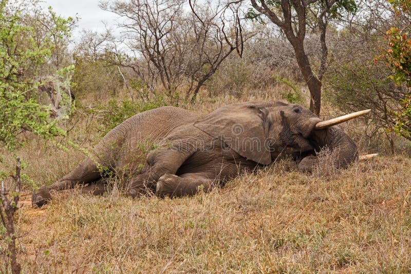 338 Sleeping Baby Elephant Stock Photos Free & RoyaltyFree Stock