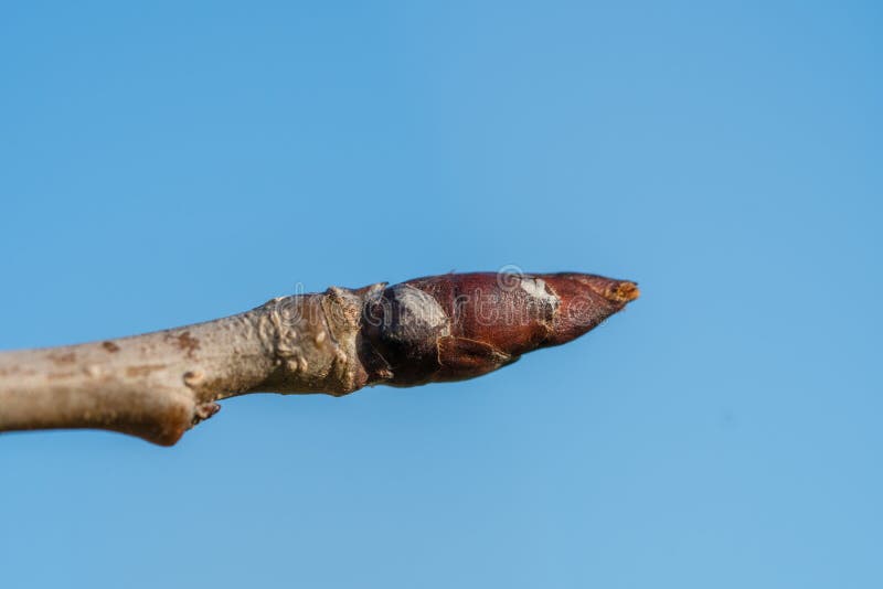 Sleeping apple bud on stem, extreme closeup macro, blue sky stock image