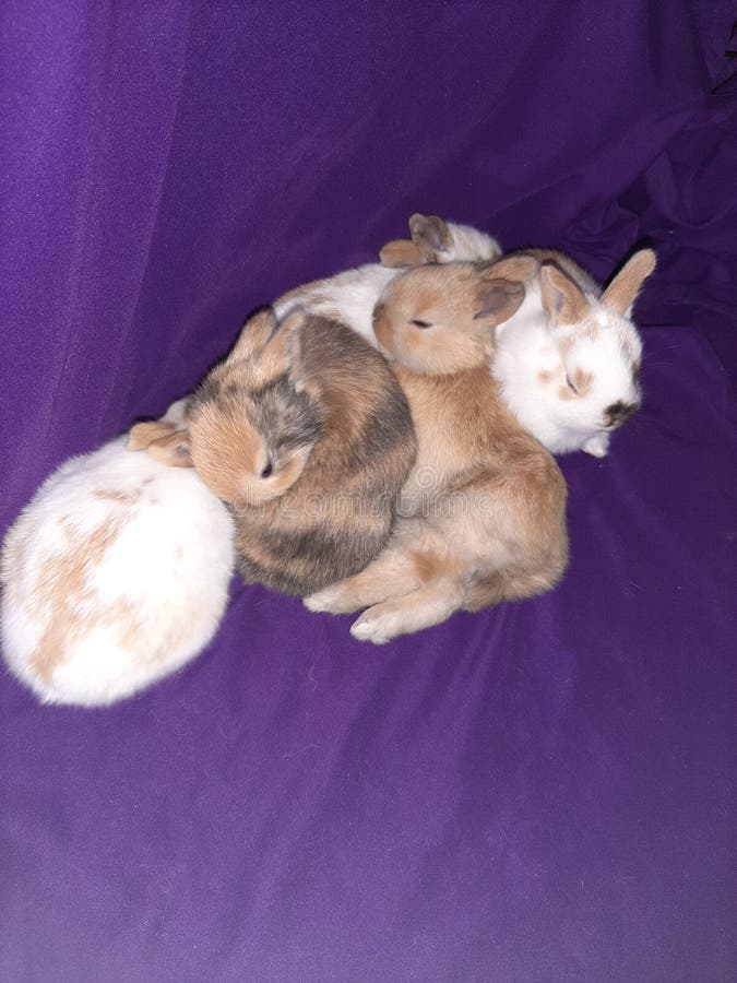 Baby bunnies stock photo. Image of rabbit, bunny, hare 873102