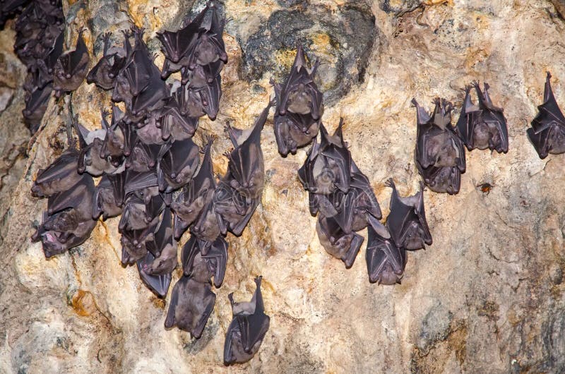 Sleeping bats on the cave wall of Bali. Pura Goa Lawah. Indonesia