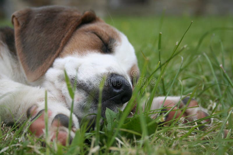 Tired after running around the garden the puppy lies down and falls asleep. Tired after running around the garden the puppy lies down and falls asleep