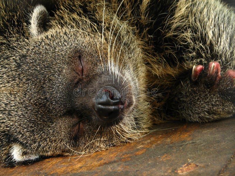 Sleeping Bearcat