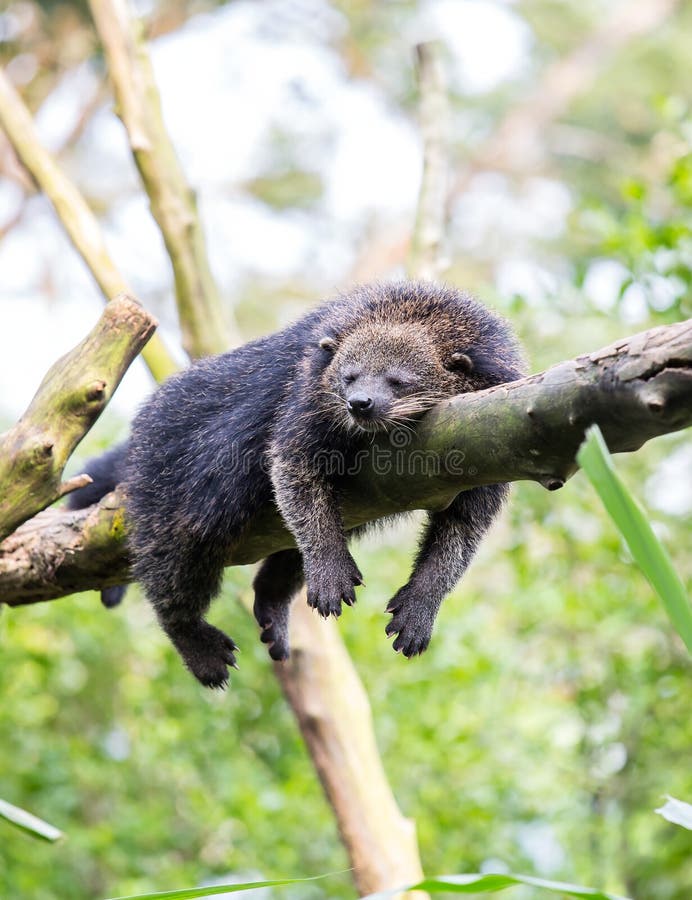 Sleeping bearcat