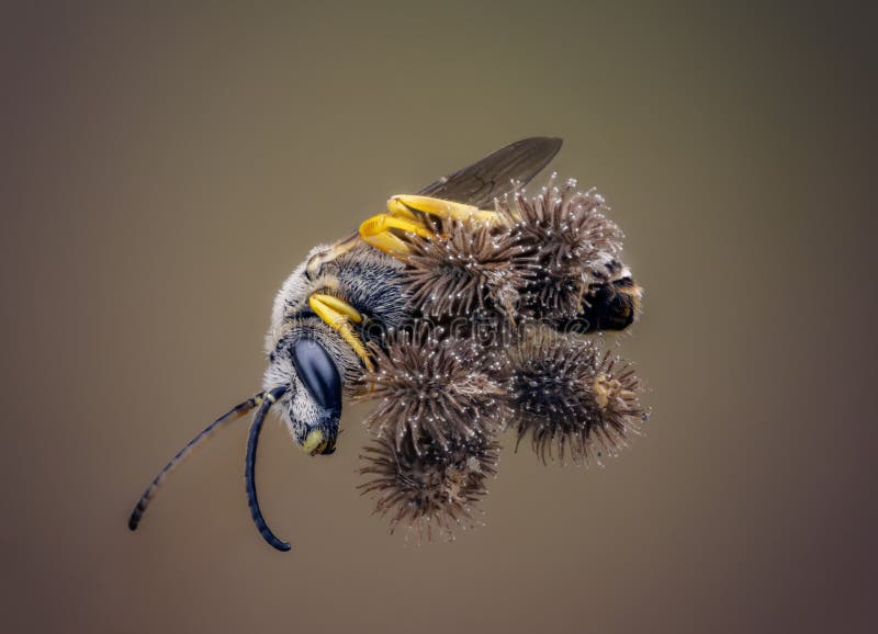 525 Sleeping Bee Stock Photos Free & RoyaltyFree Stock Photos from