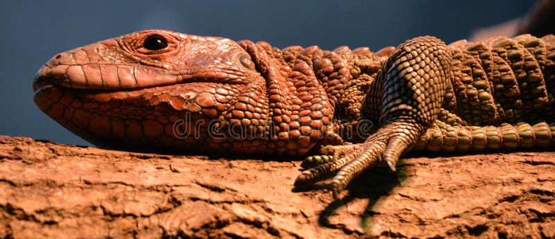 Sleeping big red lizard, a beautiful tropical reptil from America.