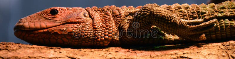 Sleeping big red lizard, a beautiful tropical reptil from America.