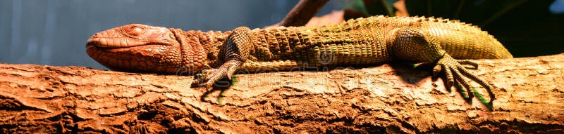 Sleeping big red lizard, a beautiful tropical reptil from America.