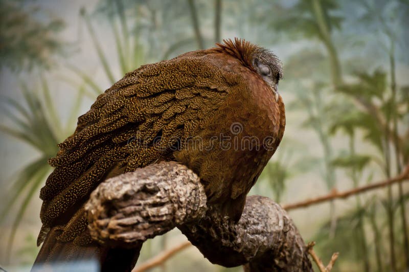 The sleeping bird stock images The sleeping bird stock images