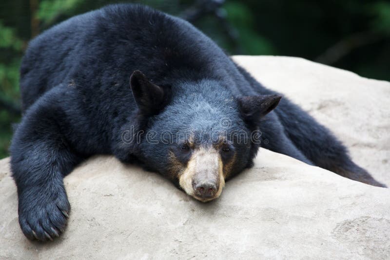 Sleeping Black Bear stock photo. Image of strong, outdoors 33857216