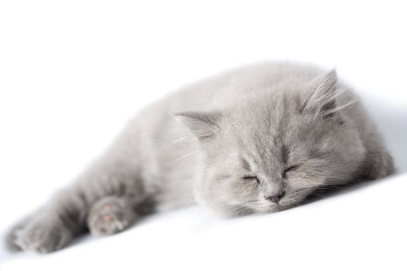 Sleeping blue kitten isolated