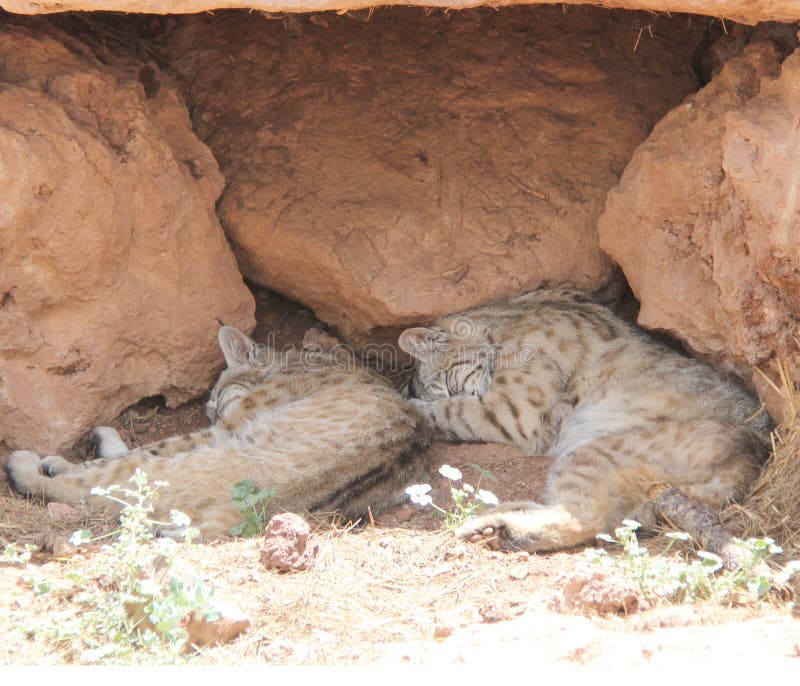 Sleeping Bobcats stock image. Image of bearizona, hill 42841671