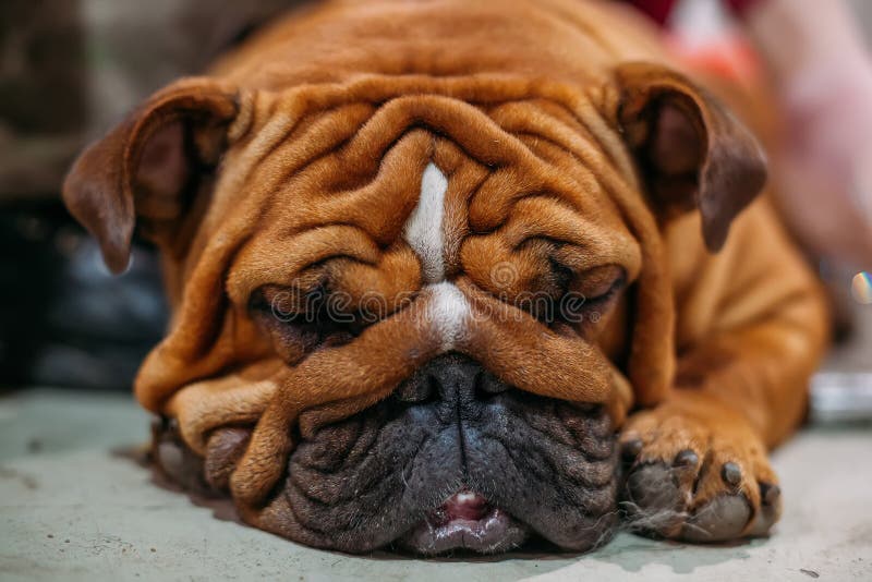 Sleeping Brown English Bulldog, Close Up View Stock Photo - Image of ...