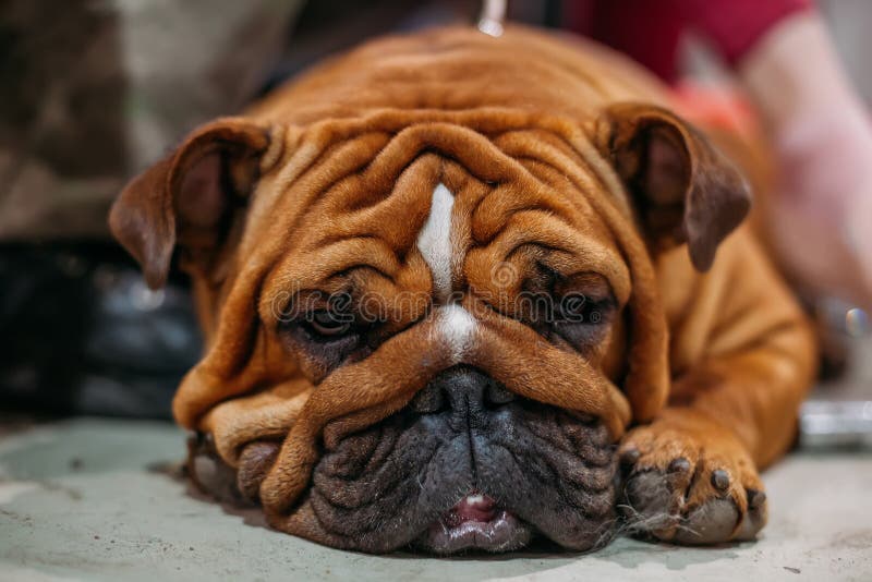 Sleeping Brown English Bulldog, Close Up View Stock Photo - Image of ...