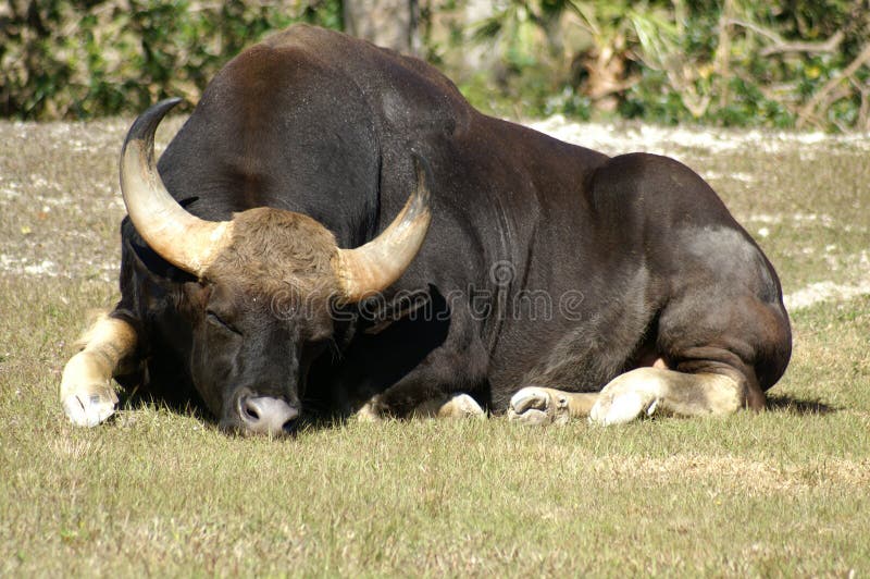 Sleeping Bull with Horns