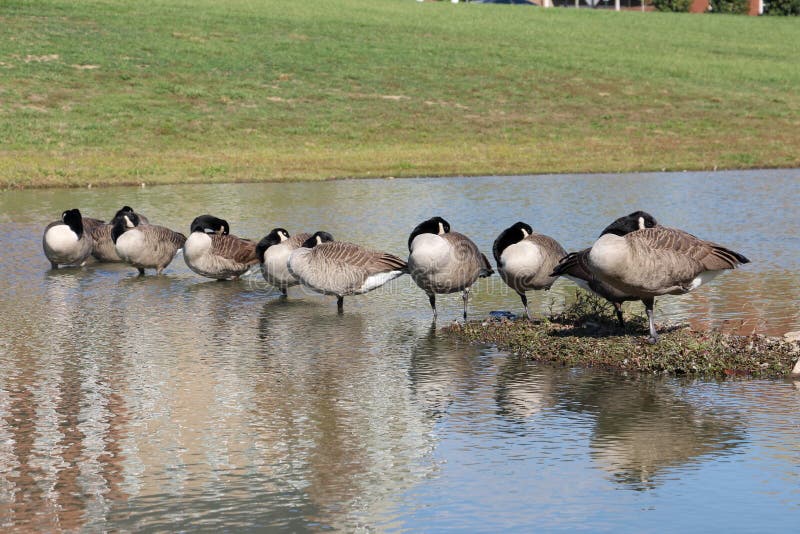 Sleeping canadian geese stock photo. Image of napping 49322910