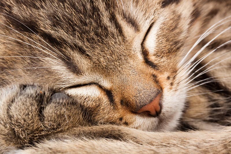 Sleeping cat stock images