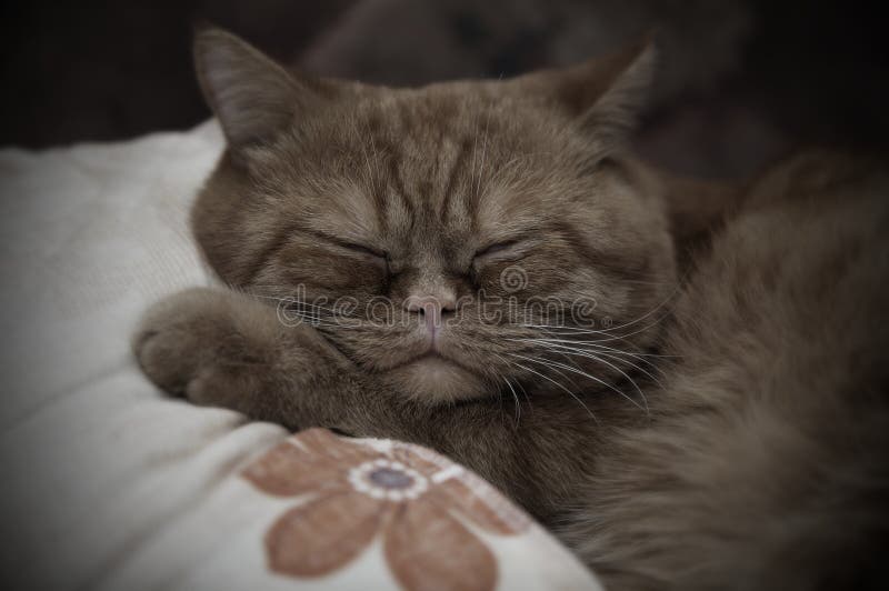 Sleeping cat