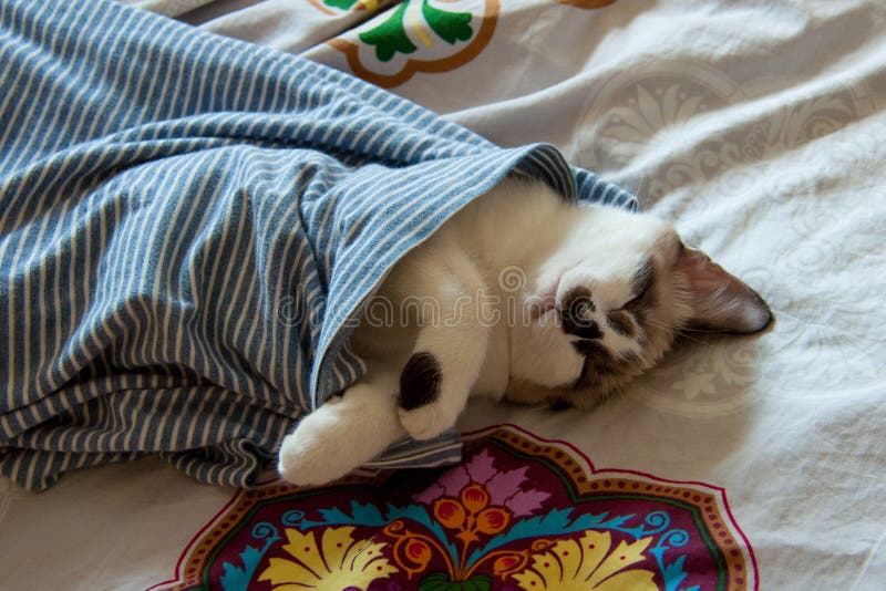 Sleeping cat on bed sheets stock image. Image of cats 71128951