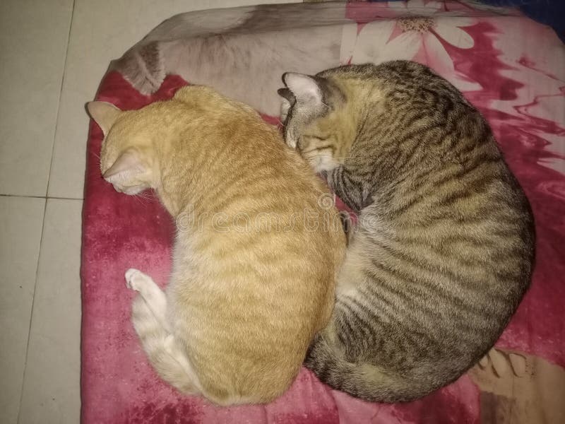 Sleeping cat in bed stock image. Image of kitten, whiskers 266837569