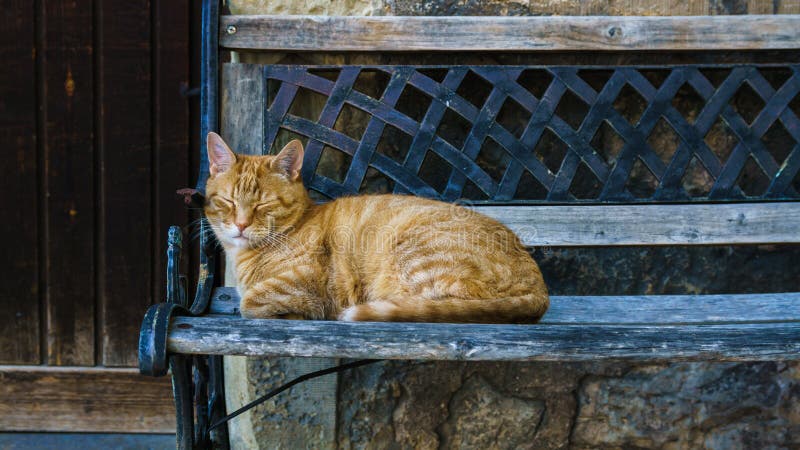 Sleeping Cat on a Bench stock photo. Image of bench, beautiful - 58490602