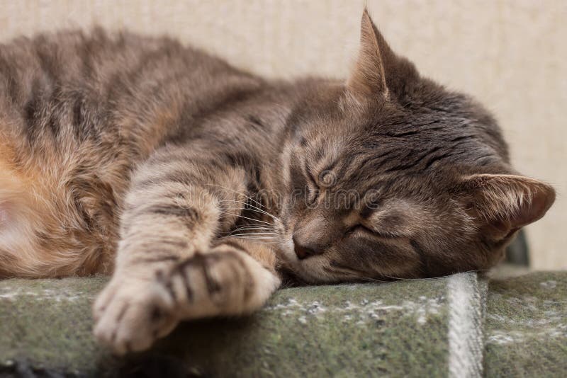 Sleeping cat royalty free stock image