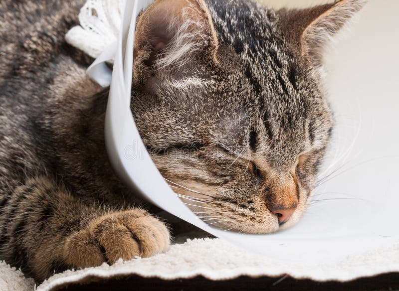 Sleeping Cat with an Elizabethan Collar Stock Photo Image of care