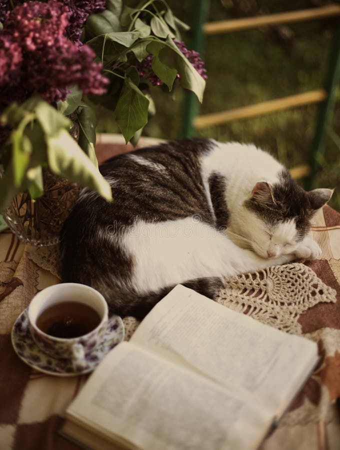 Sleeping cat with open book lilac in vase and tea cup