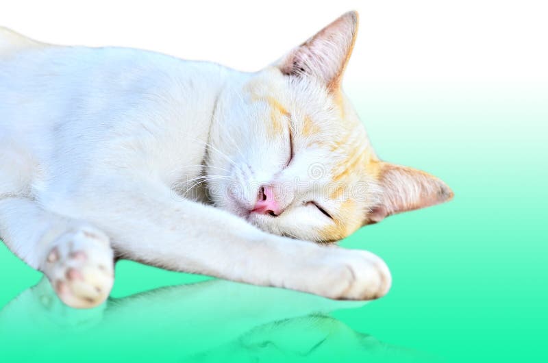 Sleeping Cat Picture. Image 35004082