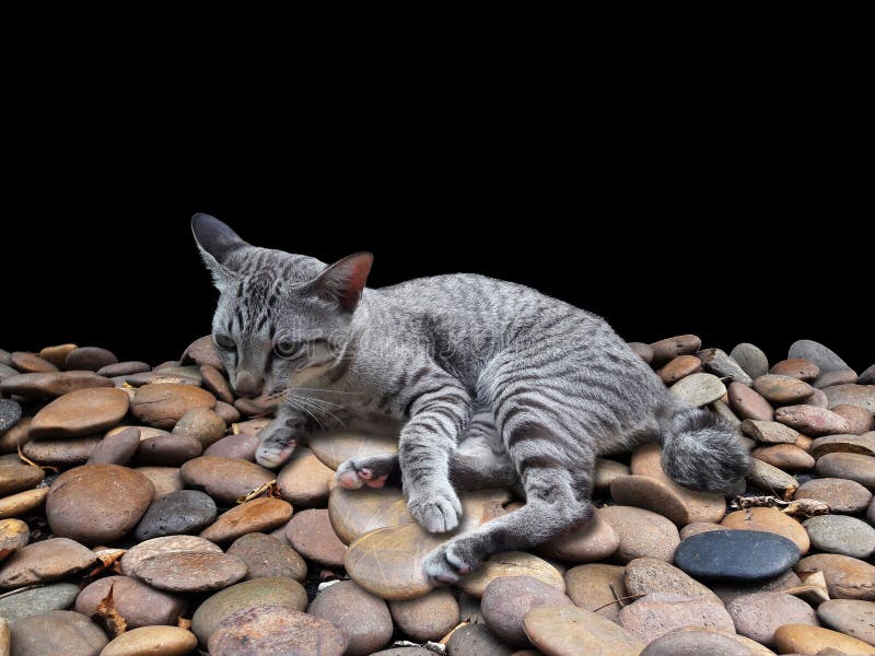 Sleeping Cat Resting on the Gravel Stock Photo Image of striped, rest