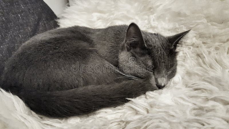 Sleeping cat stock photos