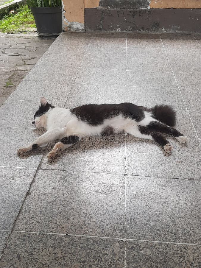 Sleeping cat stock image. Image of black, fauna, sleeping - 265157745