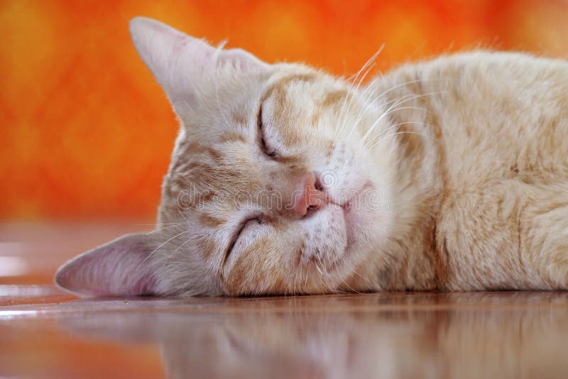 Sleeptight Stock Photos Free & RoyaltyFree Stock Photos from Dreamstime