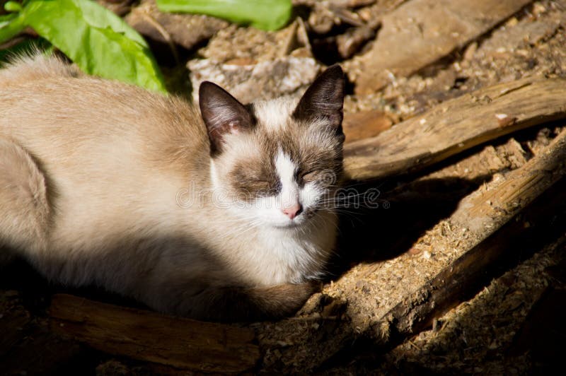 Sleeping cat in the sun. stock photo. Image of beautiful 61359658