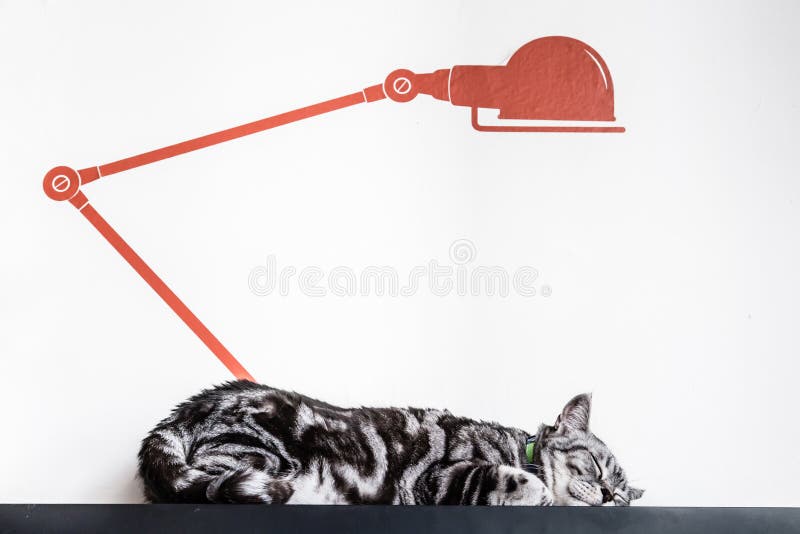 138 Cat Under Lamp Stock Photos Free & RoyaltyFree Stock Photos from Dreamstime
