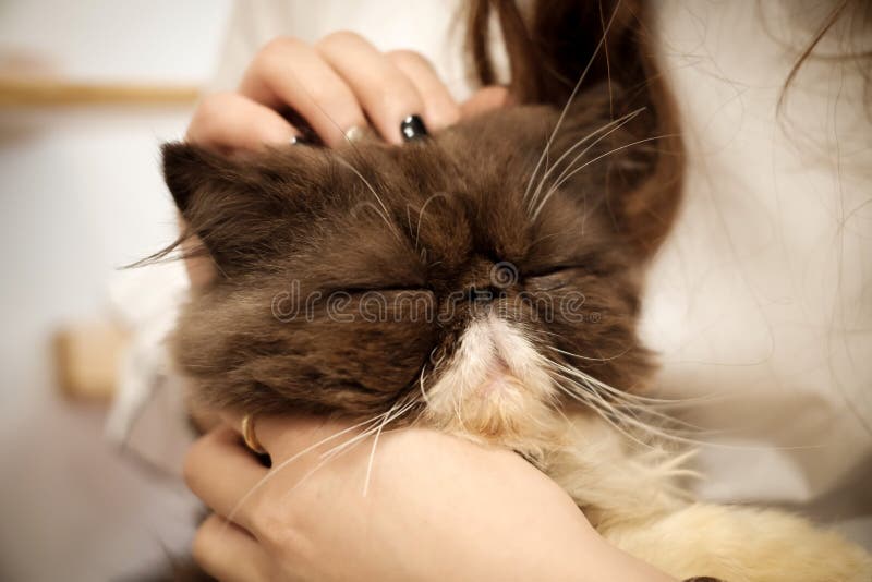 Sleeping cat under a warm hug stock images Sleeping cat under a warm hug stock images