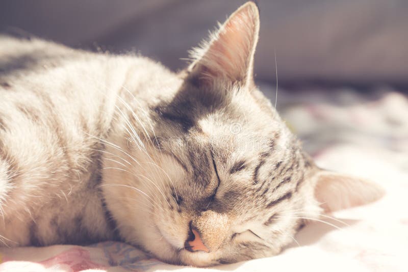 Sleeping Cat in the Warm Sunlight, Vintage Style Stock Image Image of comfortable, kitty