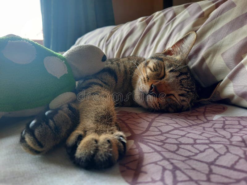 Sleeping Cats with Turtle Doll Stock Image Image of sleeping, cute