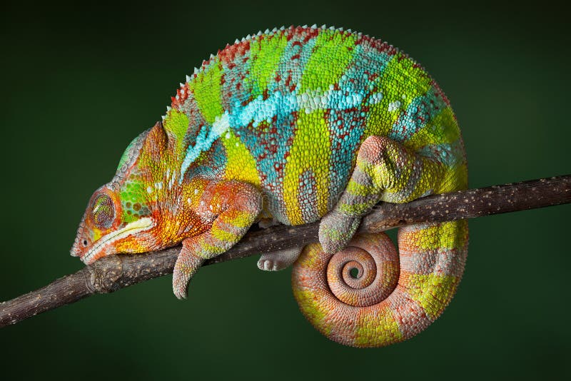 A ambilobe panther chameleon is sleeping on a branch. A ambilobe panther chameleon is sleeping on a branch.