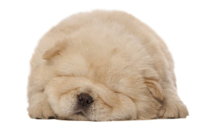 Sleeping chowchow puppy stock photo. Image of animal 28130242