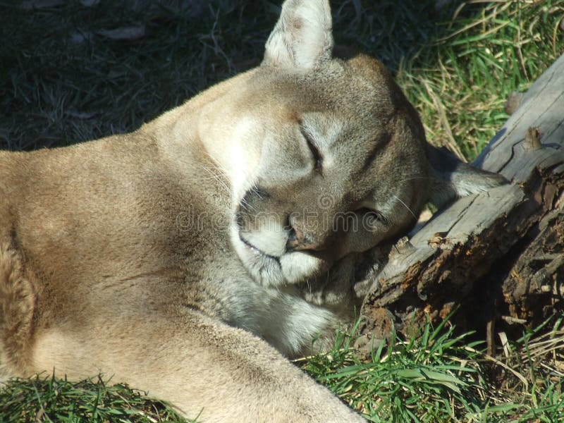 Sleeping Cougar royalty free stock photo