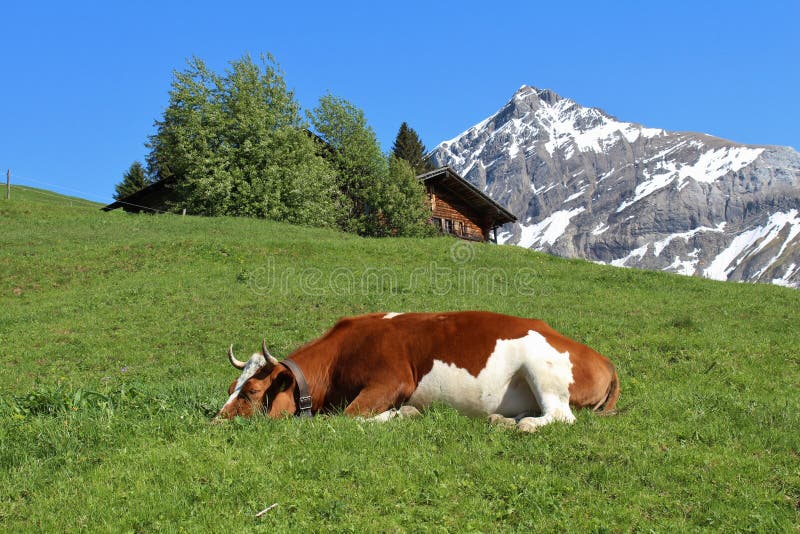 Sleeping cow on a green meadow royalty free stock photo
