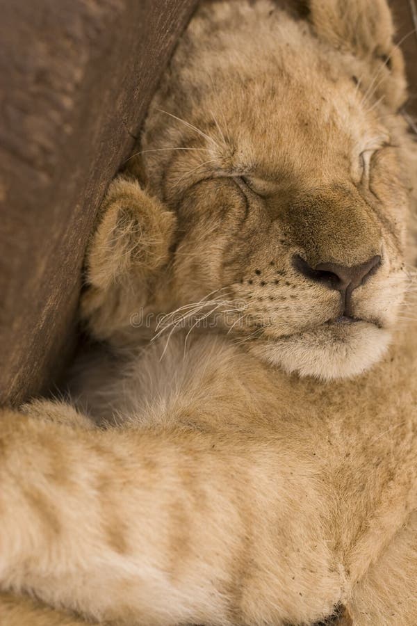 22 522 Cute Lion Photos Free Royalty Free Stock Photos From Dreamstime