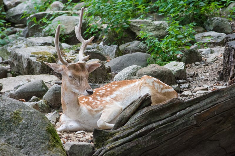 Sleeping female deer stock photo. Image of nature, country - 21385710