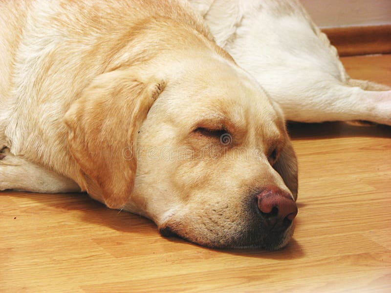 Running A Puppy In The Garden Stock Photo Image of expression, doggy 14158700