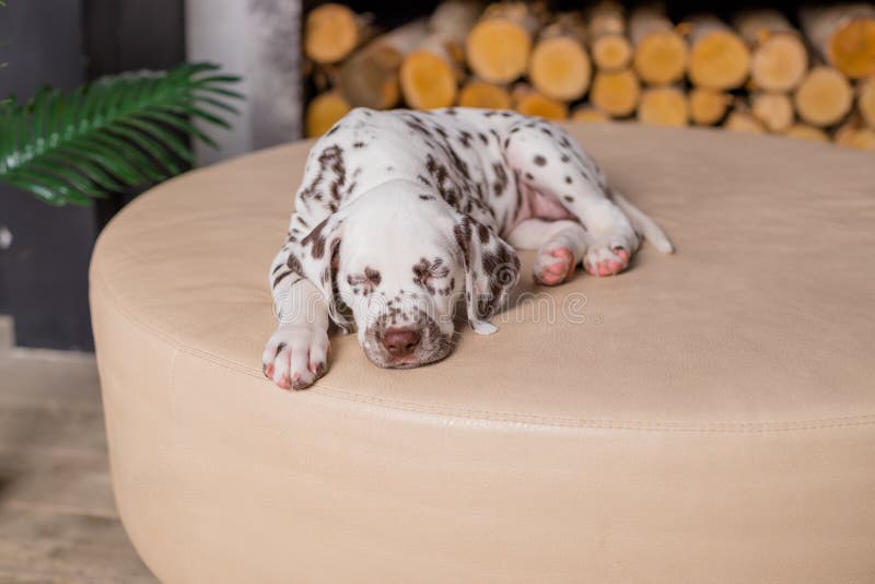Sleeping dog at bed. Pet at home.Cute portrait of dalmatian puppy 8 weeks old. Small dalmatian Puppy. Copy space stock photos Sleeping dog at bed. Pet at home.Cute portrait of dalmatian puppy 8 weeks old. Small dalmatian Puppy. Copy space stock photos