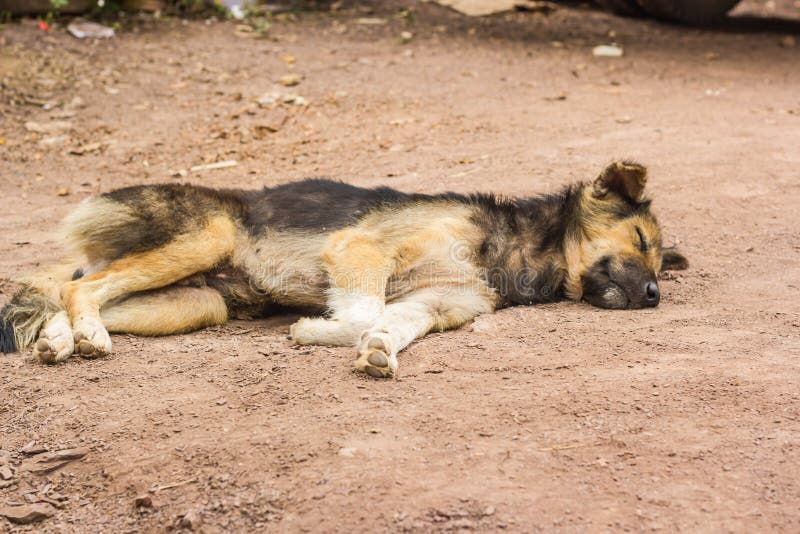 Sleeping Dog on ground stock image. Image of portrait 83248281