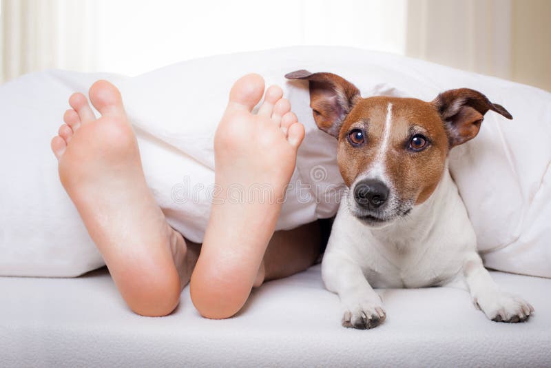 Il cane un il proprietario un letto una lettera rilassante.