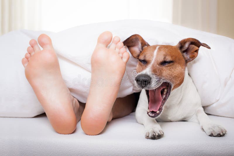 Sleeping dog and owner stock photos