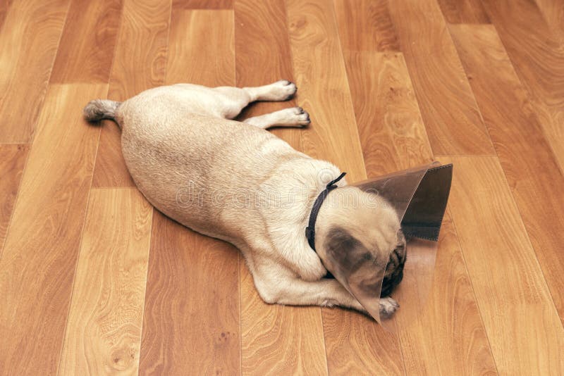 Sleeping Dog with Plastic Elizabethan Collar on Floor Stock Photo